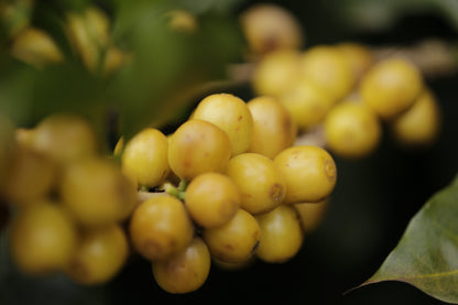 THE HOLY BEANS 1kg - SUBSCRIPTION
