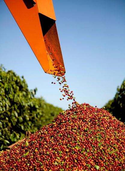 THE HOLY BEANS 1kg - SUBSCRIPTION